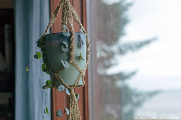 The Best Indoor Succulents 12 Varieties That Will Thrive In Your Home