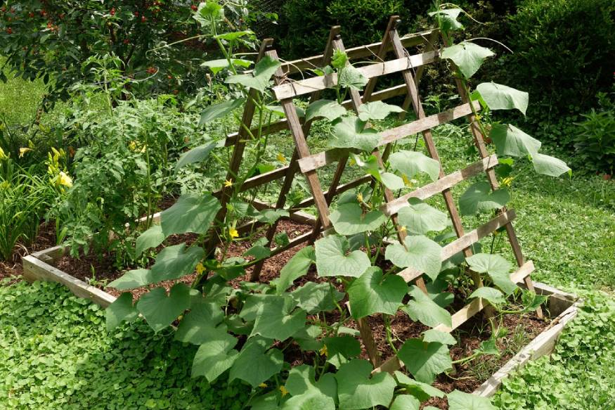 A-frame with climbing vines