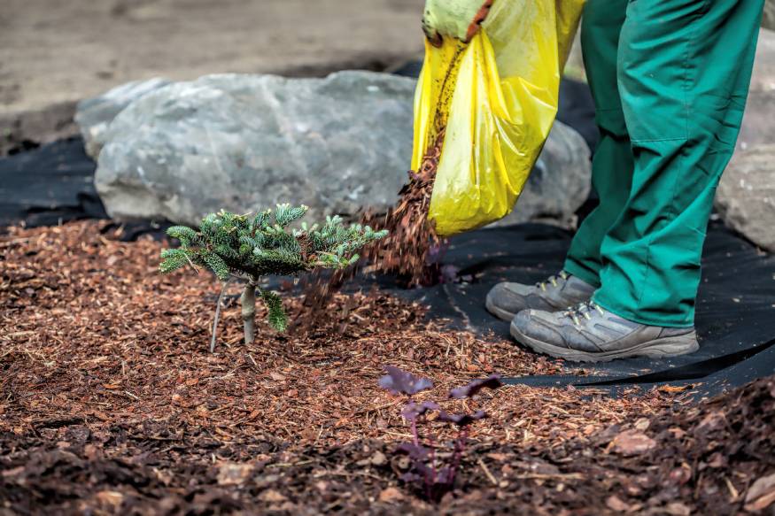 a gardener adding mulch