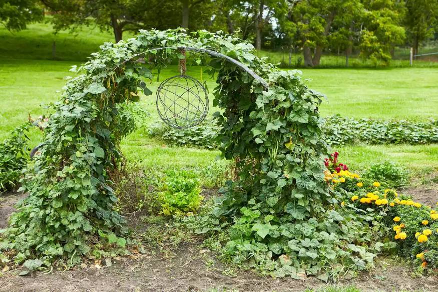 Picture of an arched wall trellis for sun protection of plants.