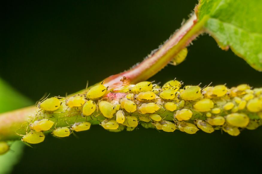 picture of an aphid infestation