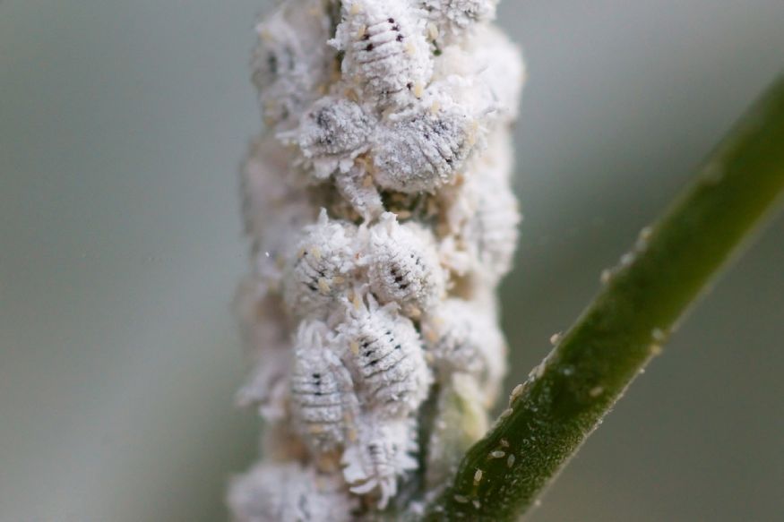 picture of a mealybug infestation