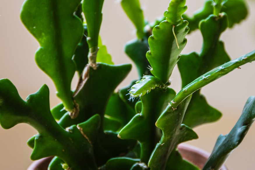 close up photo of a fishbone cactus
