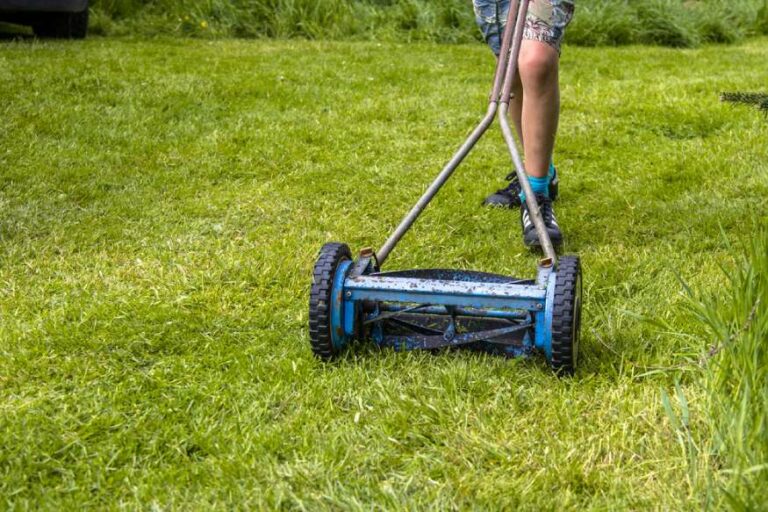 How To Grow And Care For Mondo Grass In Your Garden