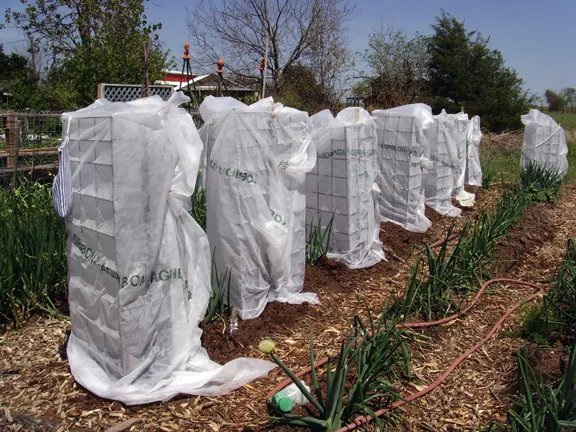 Rows of tomatoes covered with shaded cloth