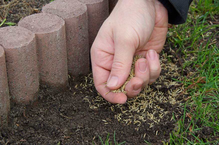 a hand putting Mondo Grass seeds to the soil