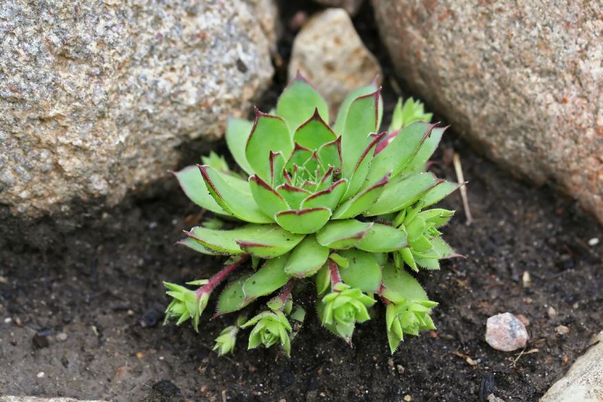 Sempervivum planted outdoors