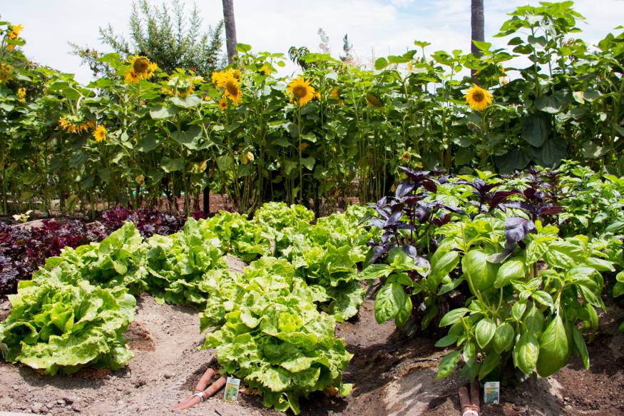 Rows of lettuce surrounded by tall sunflowers