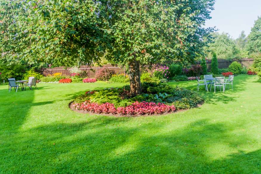 plants shaded by a tree