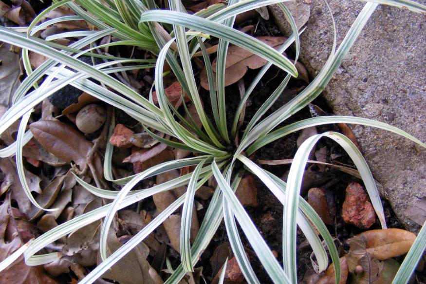 photo of ophiopogon japonicus, a variety of Mondo Grass