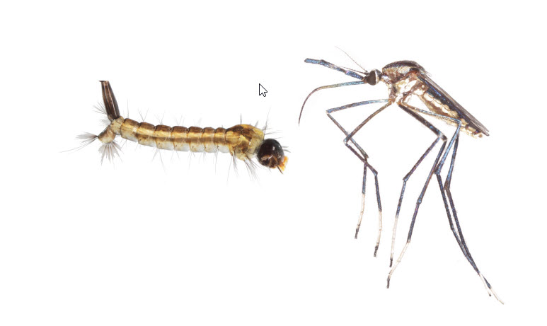 mosquito and larvae