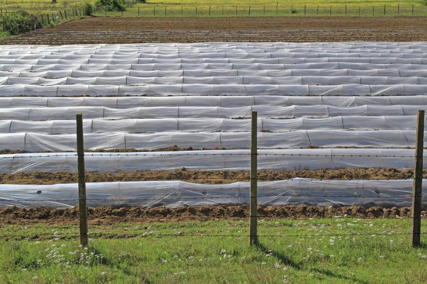 garden with floating row covers