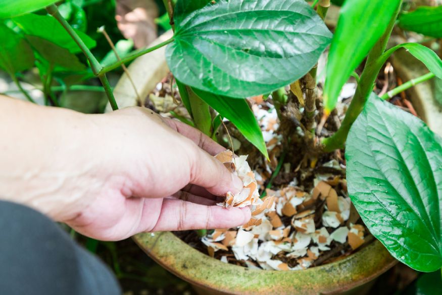 woman adding crushed shells on the plant’s base