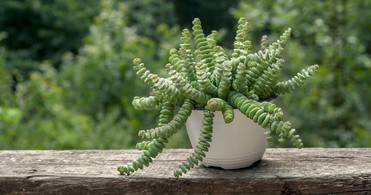 Crassula perforata or string of buttons plant in a garden