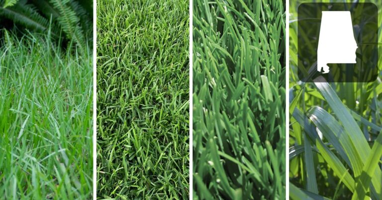 4 types of lawn that thrive in Alabama