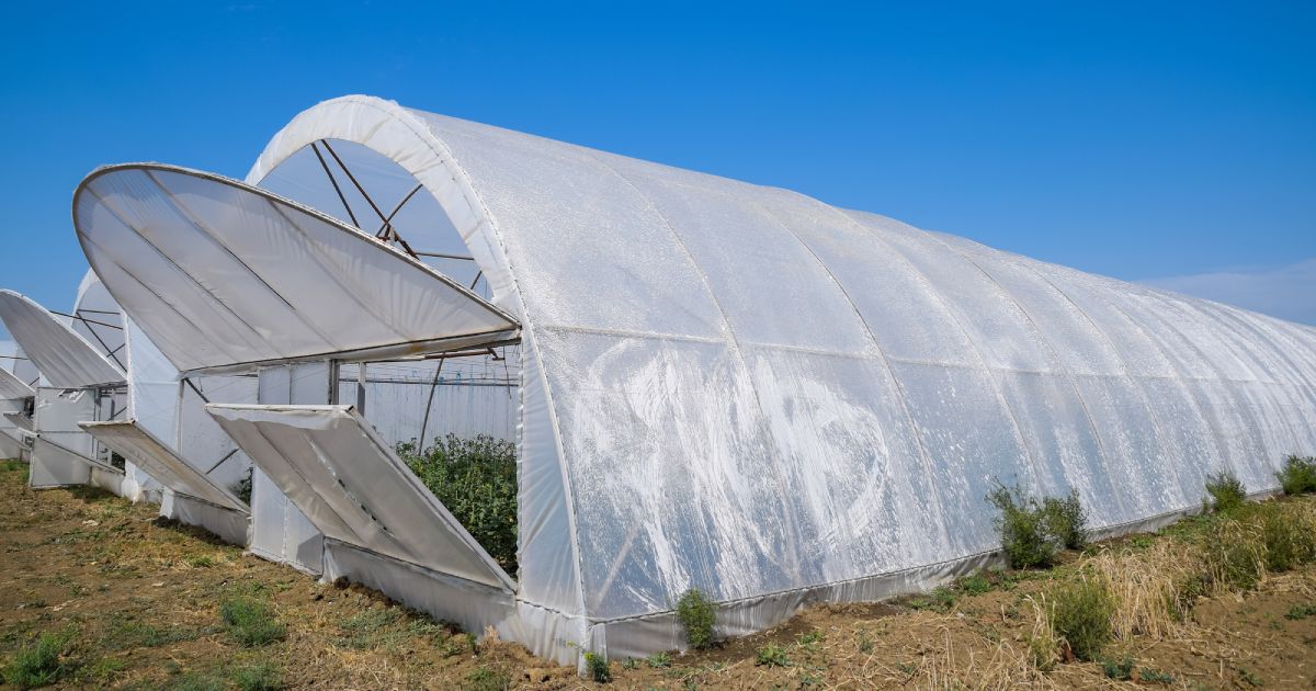 a commercial greenhouse with the windows open