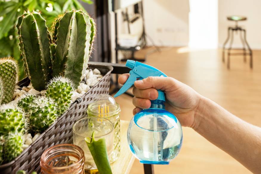 a gardener using a spray bottle to water succulents
