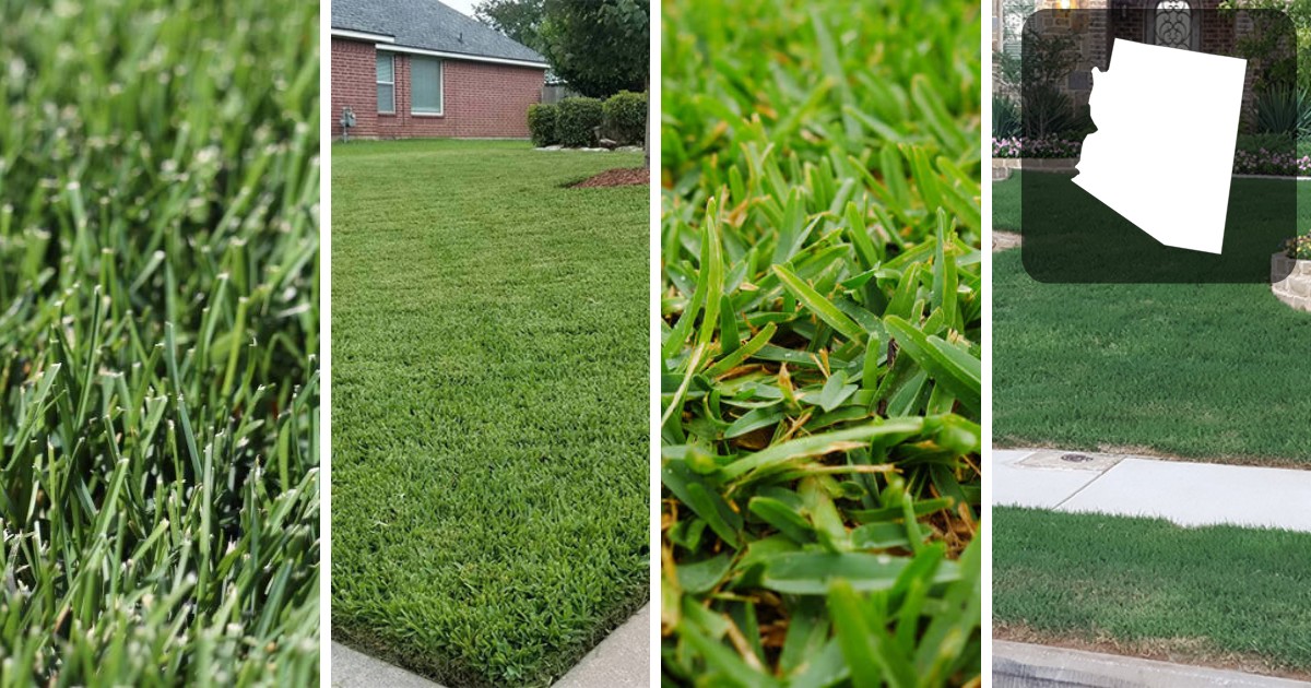 the 4 best grasses for arizona lawns
