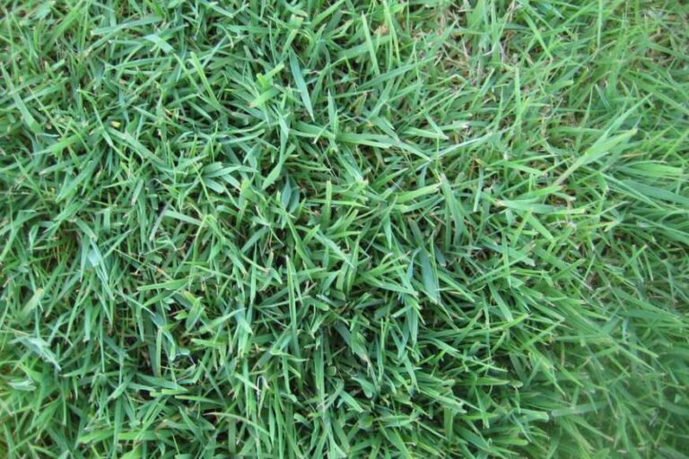 Bentgrass Guide To Caring For And Growing Creeping Bentgrass