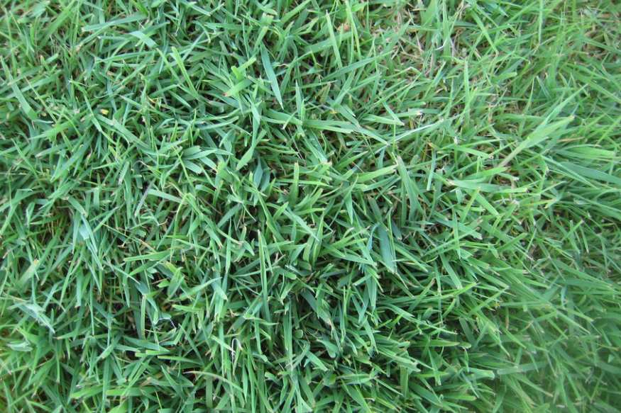 A close up of a green grass.