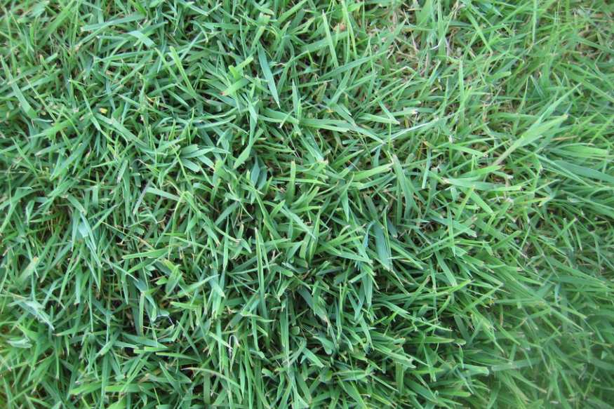 creeping bentgrass