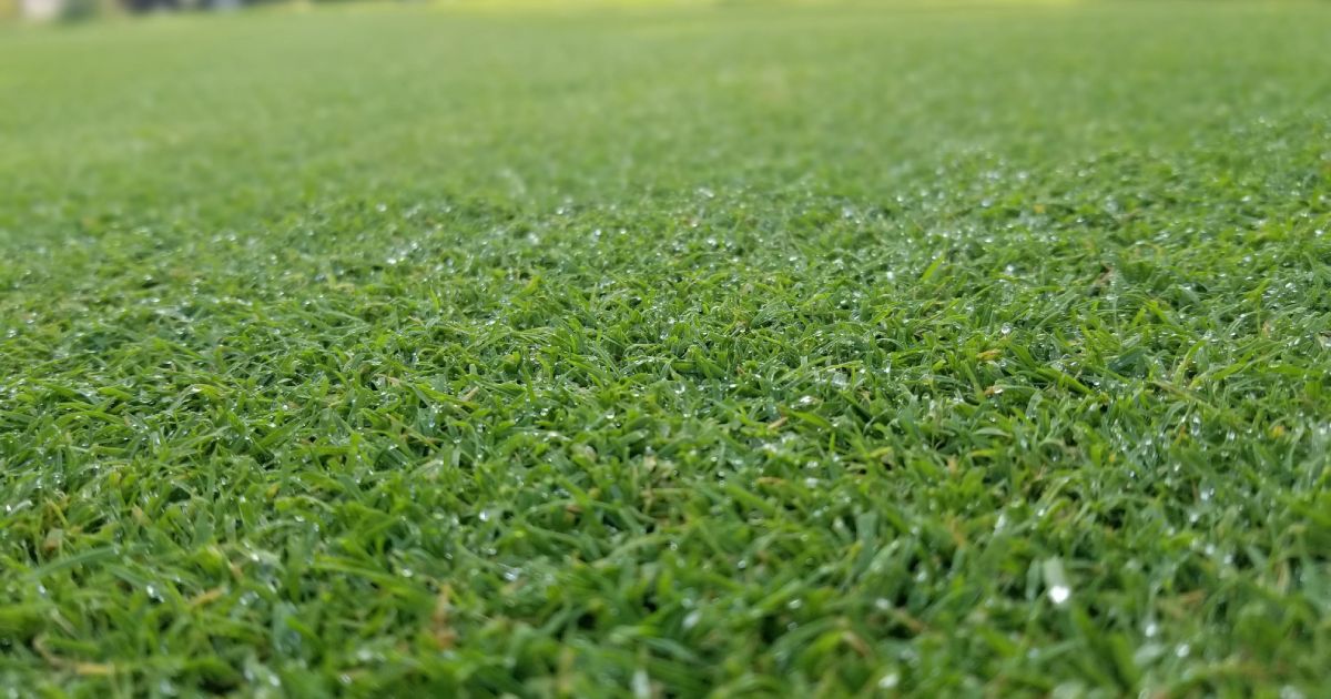 closeup of bentgrass