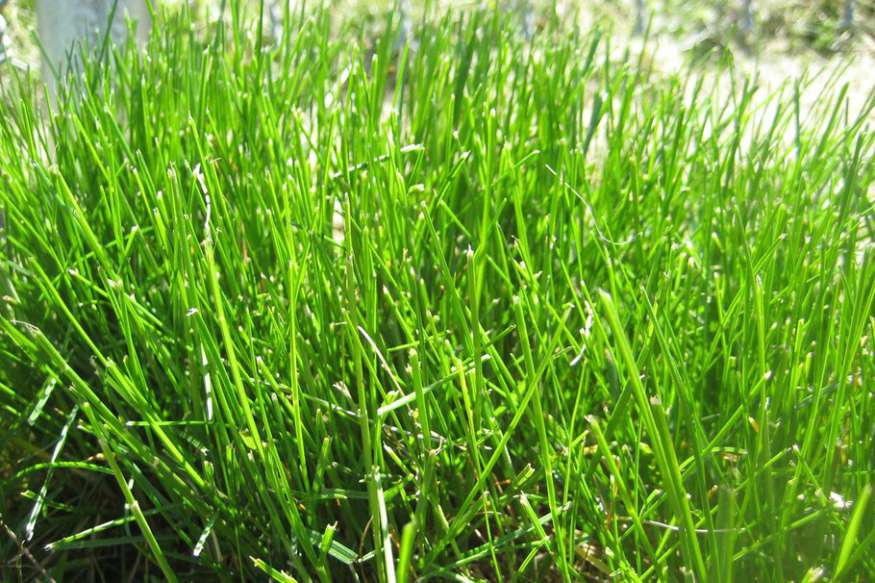 close up of fine fescue