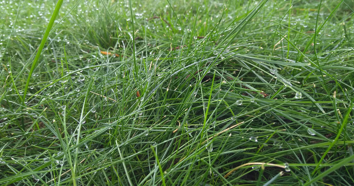 fine fescue lawn