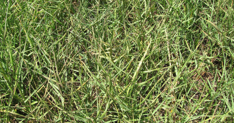 Paspalum vaginatum (Seashore paspalum)