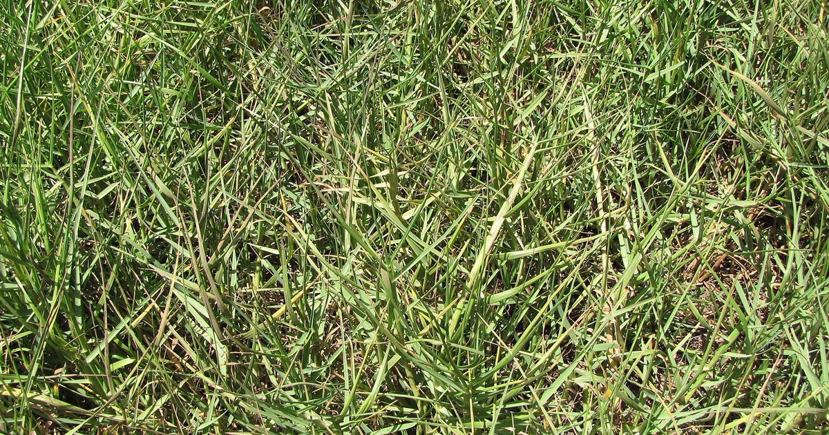 Paspalum vaginatum (Seashore paspalum)