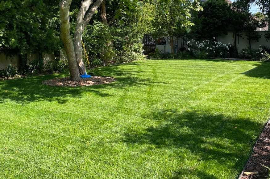 Perennial Ryegrass lawn