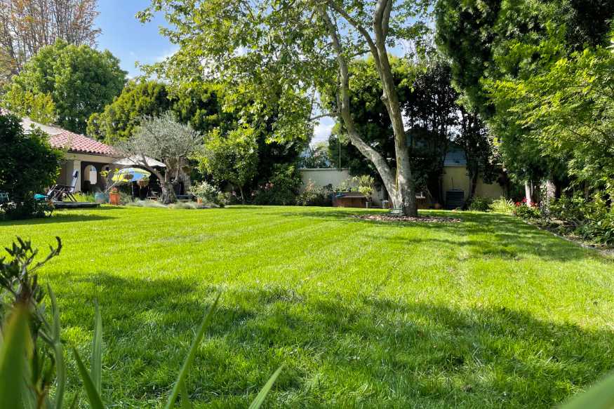 healthy perennial ryegrass lawn
