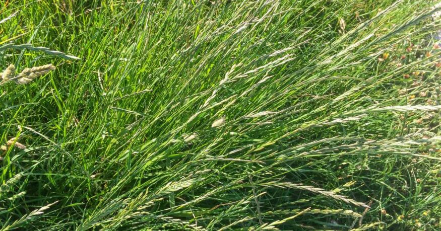 Perennial or winter ryegrass Lolium perenne