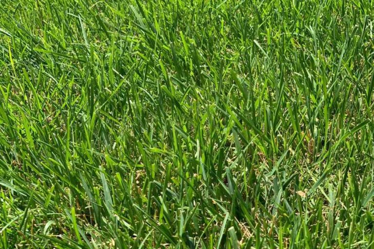 The Best Grass For Dogs Selecting The Best Grasses For Your Lawn