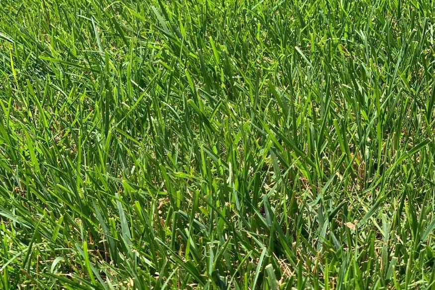 close up of tall fescue grass