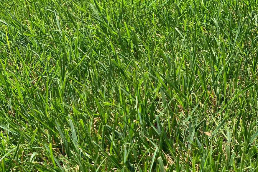 tall fescue grass