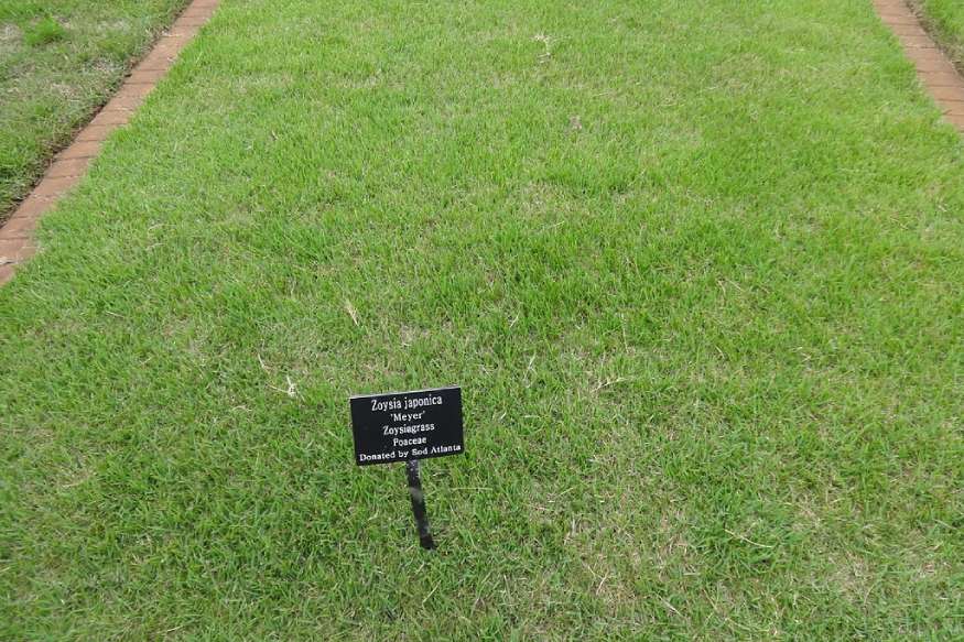 Zoysia grass at the university of georgia