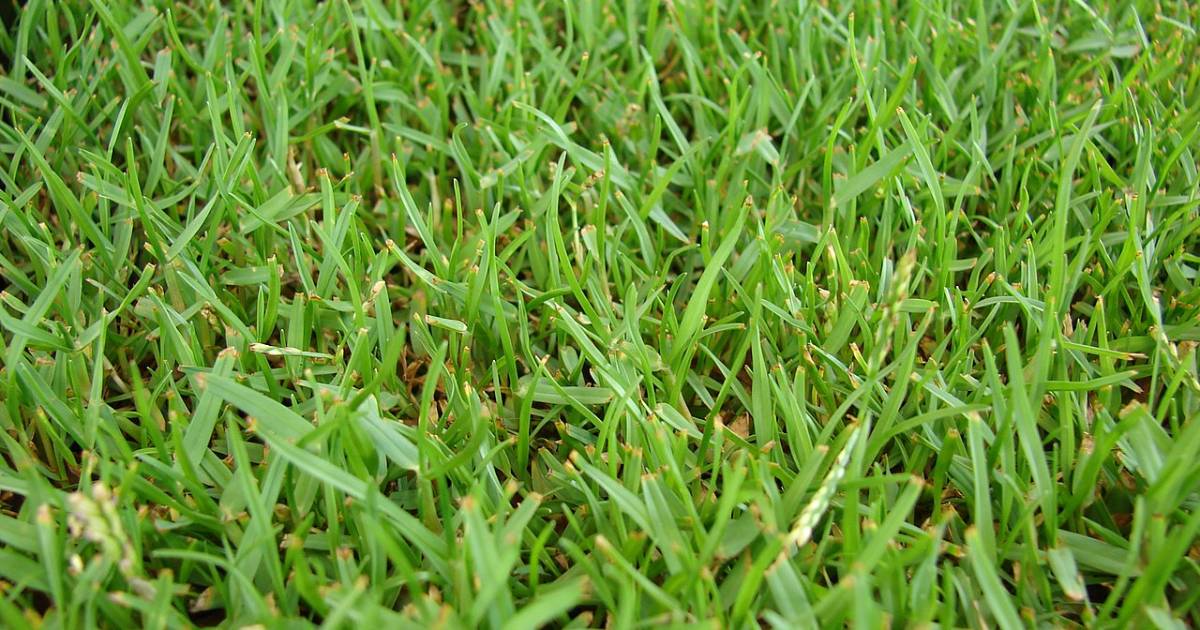 close up of Zoysia sp