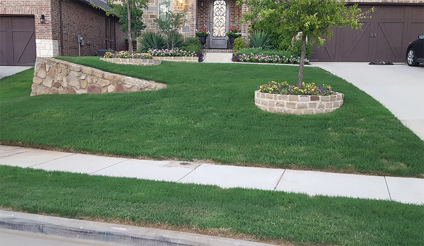 a healthy bermudagrass lawn