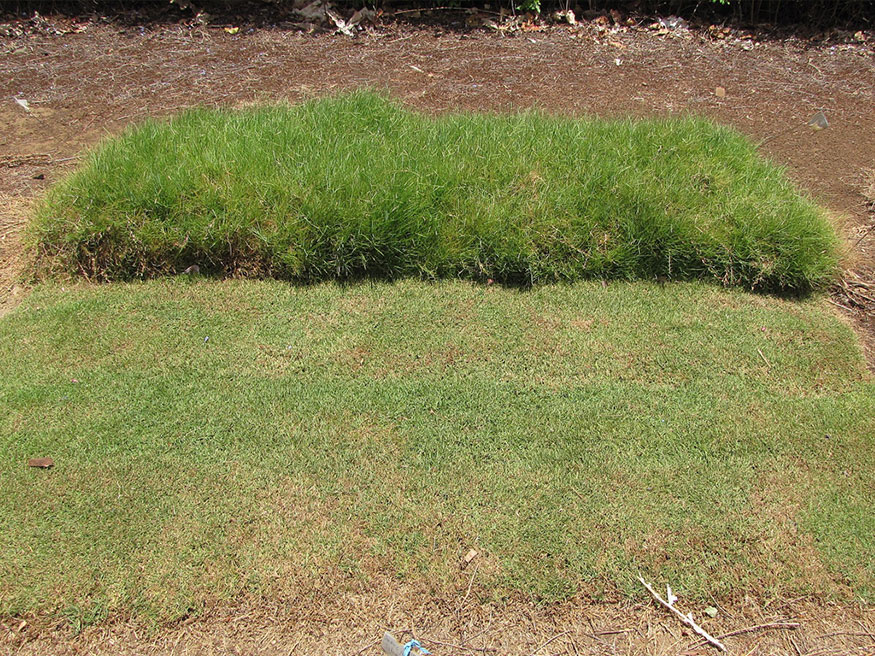a testing plot of seashore paspalum