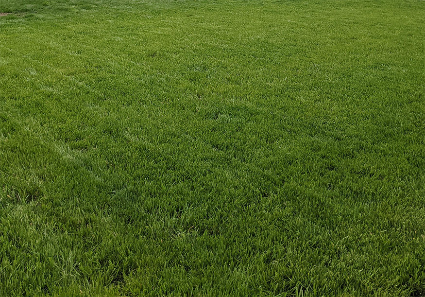 annual ryegrass lawn