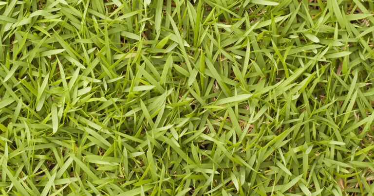 close up of bermuda grass lawn