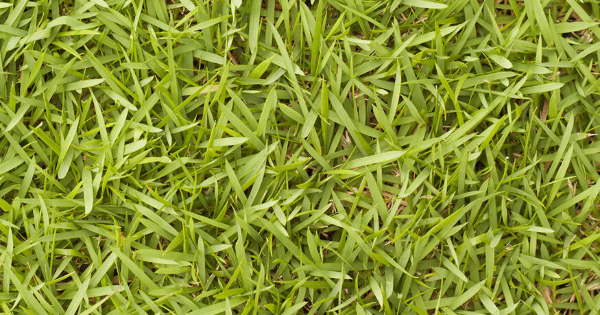 close up of bermuda grass lawn