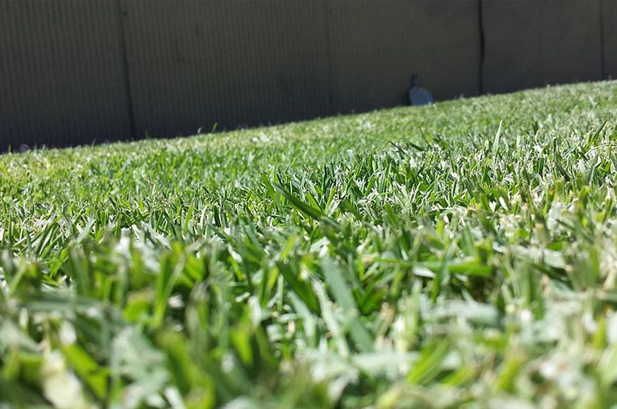 A close up of a green lawn with a fence.