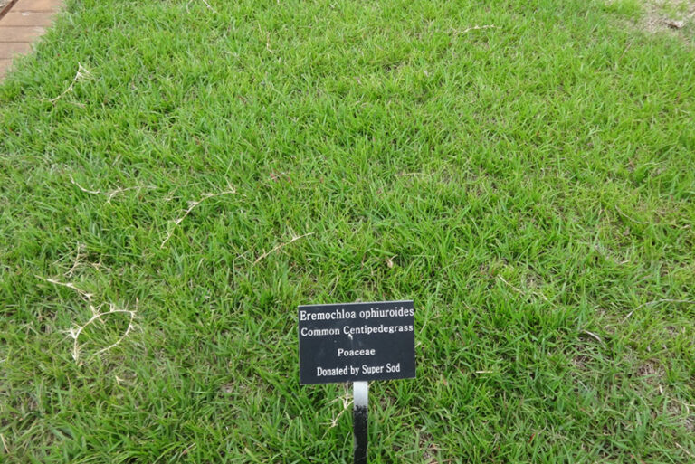 The Best Grass For North Carolina