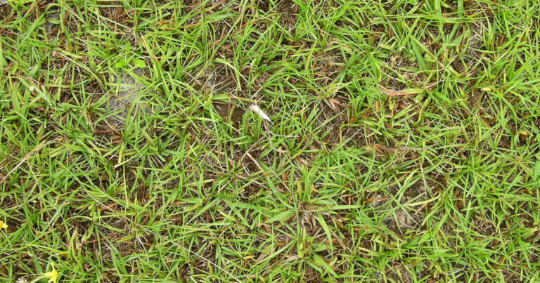 close up of bahia grass