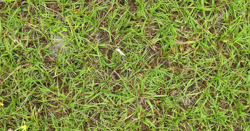 close up of bahia grass