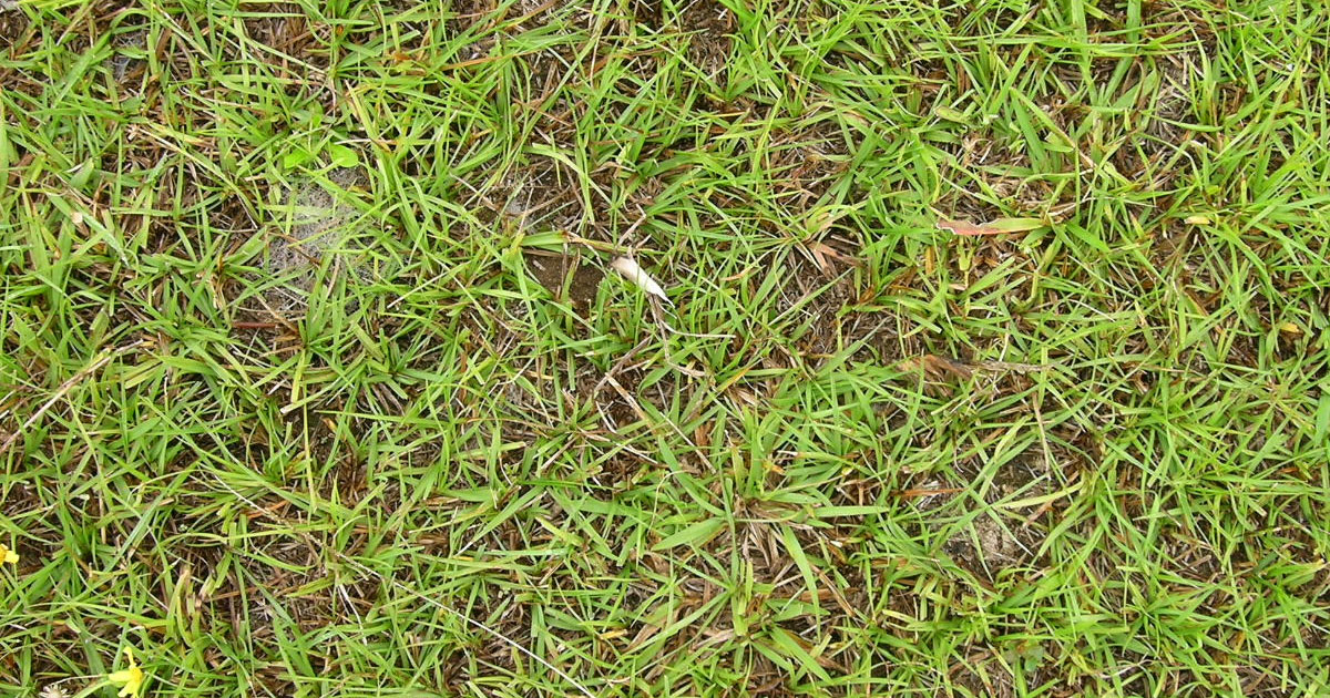 close up of bahia grass