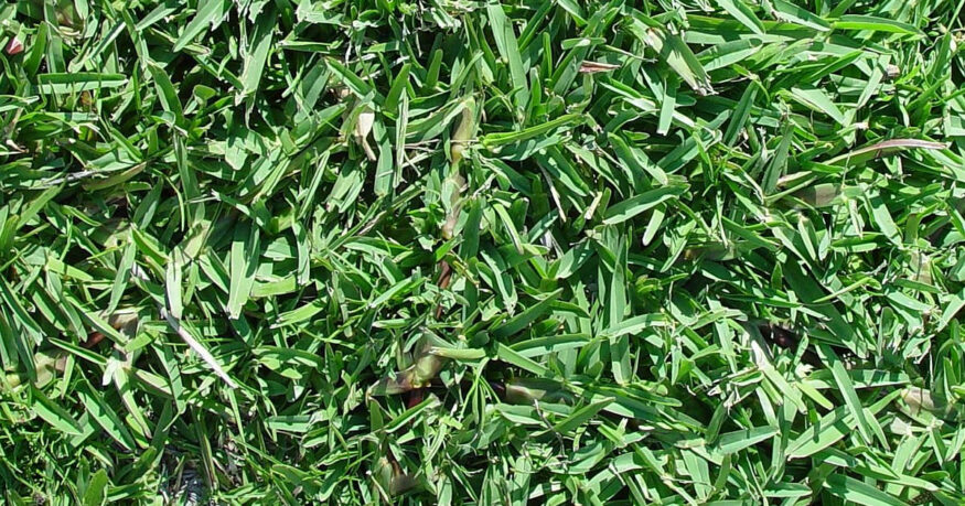 closeup of buffalo grass