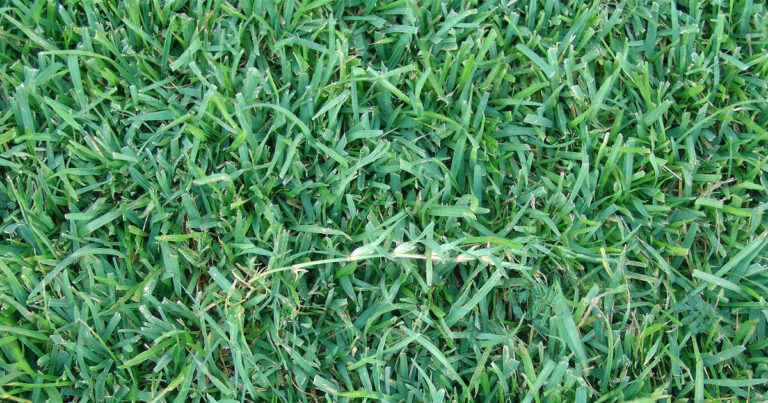 closeup of centipede grass